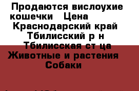 Продаются вислоухие кошечки › Цена ­ 2 000 - Краснодарский край, Тбилисский р-н, Тбилисская ст-ца Животные и растения » Собаки   